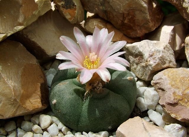 Lophophora _williamsii _04